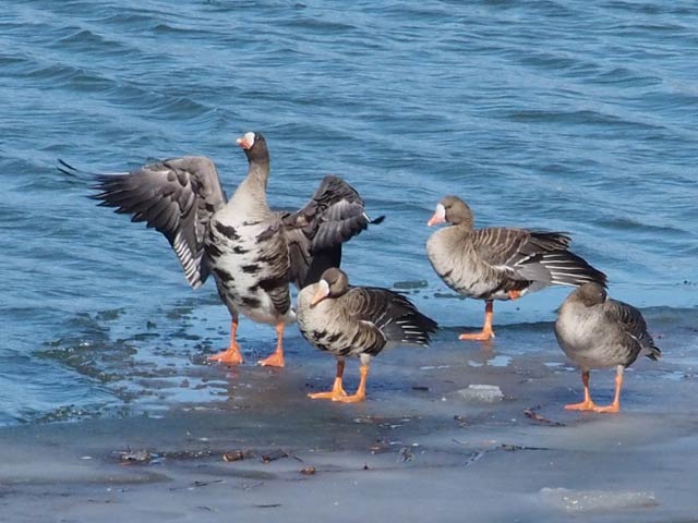Greater White-fronted Geese - 2/20/2016, Arch St. Bridge, Williamsport &copy; Bobby Brown