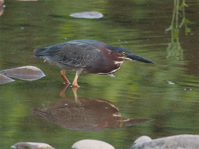 Green Heron - 5/31/2016, Mill St. &copy; Bobby Brown