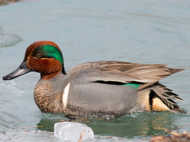 Green-winged Teal - 3/14/2014, Williamsport Dam &copy; David Brown
