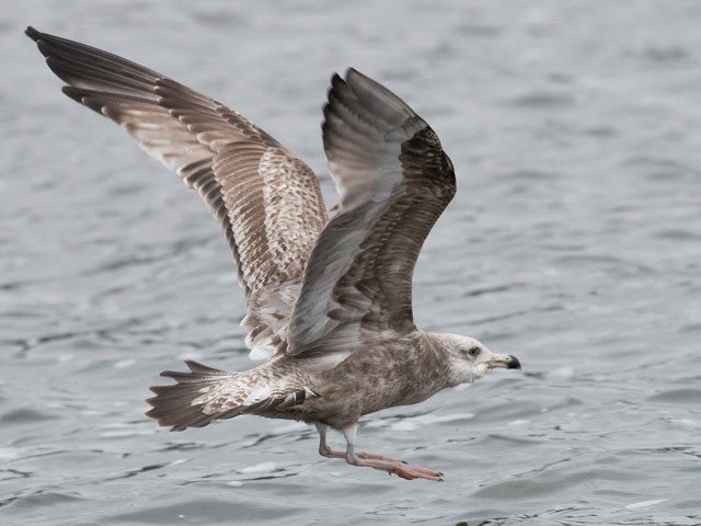 American Herring Gull - 1/2/2016, Rose Valley Lake &copy; David Brown