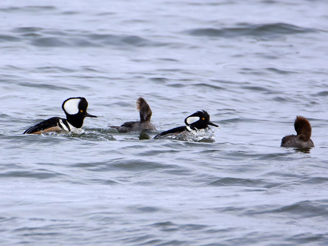 Hooded Mergansers - 3/11/2017, Rose Valley Lake &copy; Judi Pinkerton