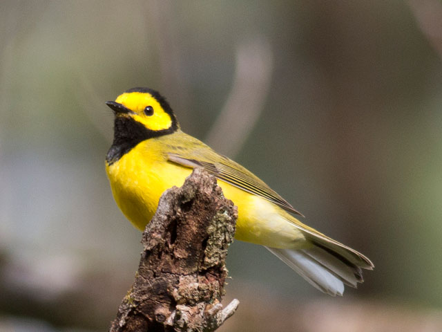 Hooded Warbler - 5/4/2014, Williamsport Water Authority &copy; David Brown
