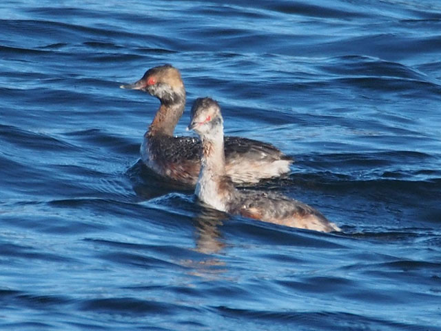 Horned Grebe - 4/8/2017, Rose Valley Lake &copy; Bobby Brown