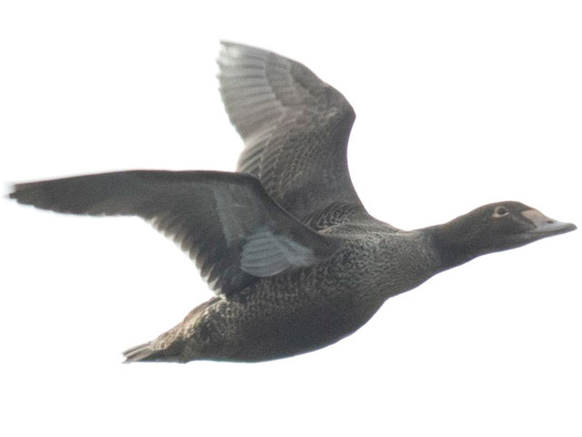 King Eider - 12/4/2016, Rose Valley Lake &copy; David Brown