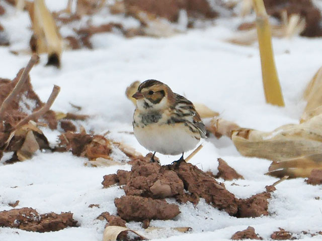Lapland Longspur - 12/17/2017, Cogan House Twp. &copy; Steve Pinkerton