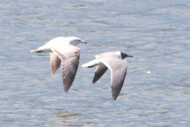 Laughing Gull - 5/8/2016, Williamsport Dam &copy; David Brown