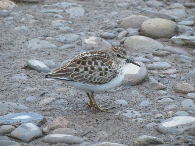 Least Sandpiper - 9/13/2015, Mill St. &copy; Bobby Brown