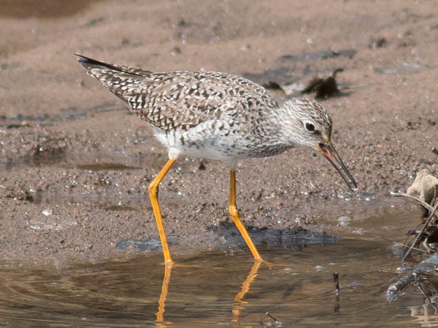 Lesser Yellowlegs - 5/1/2014, Canfield Island &copy; David Brown