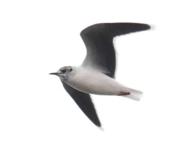 Little Gull - 4/17/2015, Rose Valley Lake &copy; David Brown