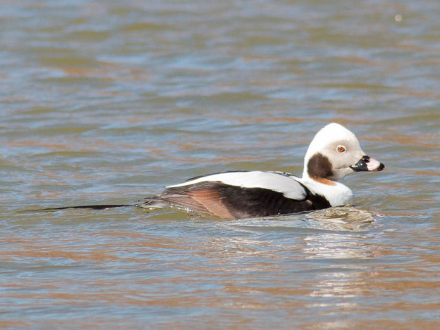 Long-tailed Duck - 3/18/2015, Mill St. &copy; David Brown