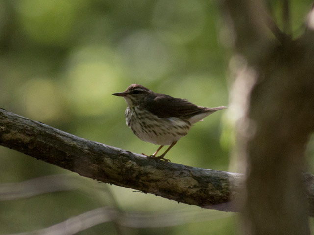 Louisiana Waterthrush - 5/9/2016, Mill St. &copy; David Brown