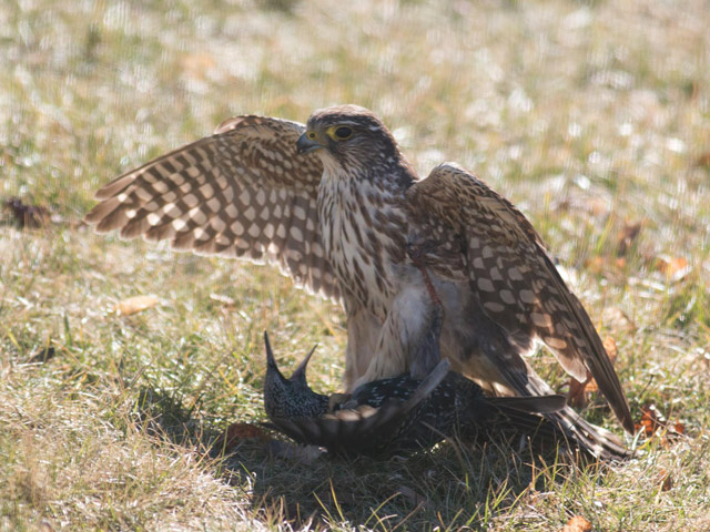 Merlin - 2/26/2016, Montoursville &copy; David Brown