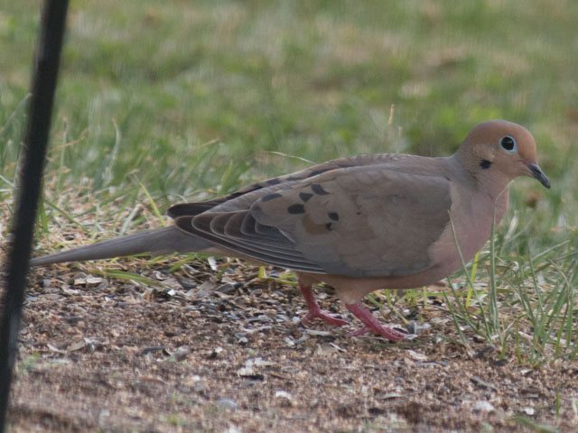 Mourning Dove - 7/28/2016, Montoursville &copy; David Brown