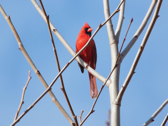 Northern Cardinal - 2/6/2016, County Farm Conservation Trail &copy; Bobby Brown
