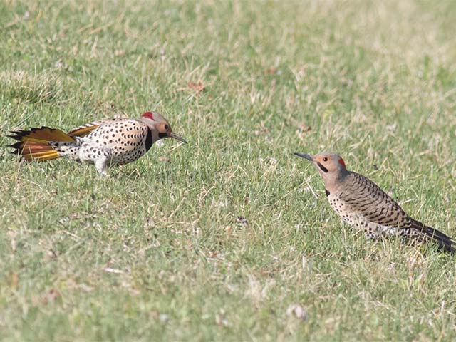 Northern Flickers - 4/10/2017, Williamsport Dam &copy; David Brown