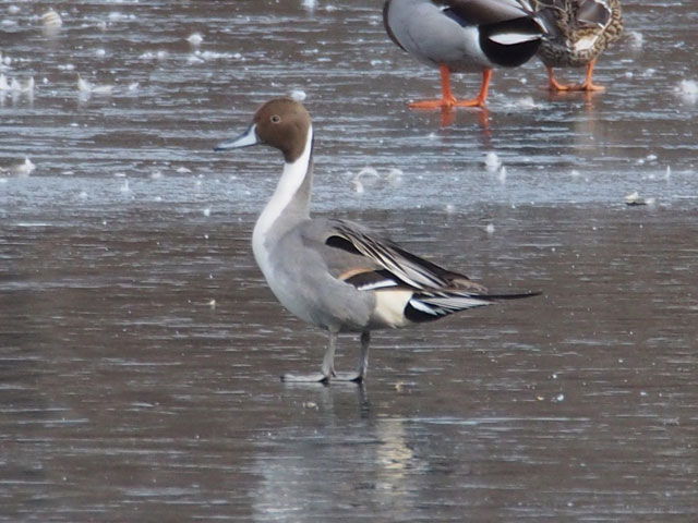 Northern Pintail - 2/5/2017, Indian Park &copy; Bobby Brown