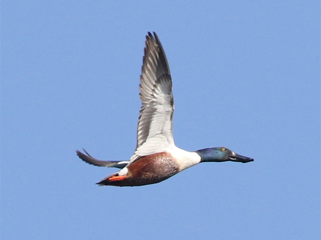 Northern Shoveler - 4/8/2018, SGL 252 &copy; Bobby Brown