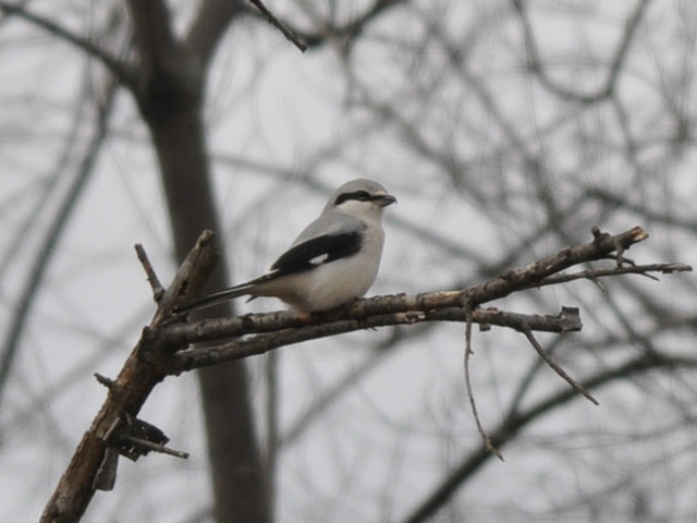Northern Shrike - 12/19/2014, Rose Valley Lake &copy; Steve Pinkerton