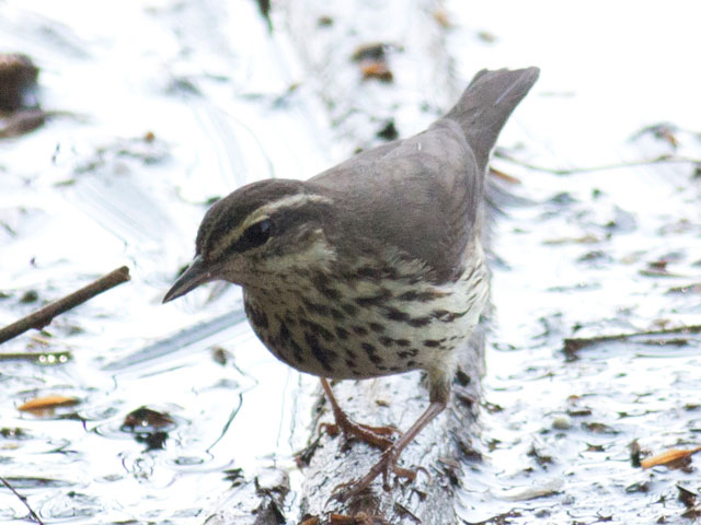 Northern Waterthrush - 5/7/2015, Muncy Boat Launch &copy; David Brown