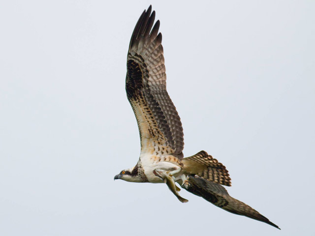 Osprey - 9/20/2014, Williamsport Dam &copy; David Brown