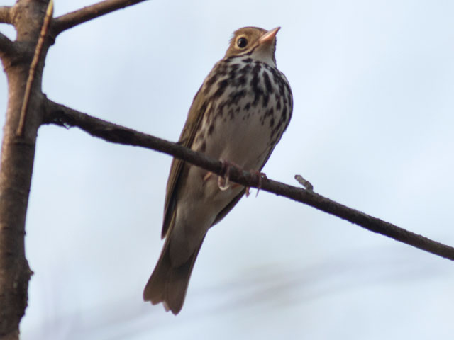 Ovenbird - 5/5/2015, Glacier Pools Preserve &copy; David Brown