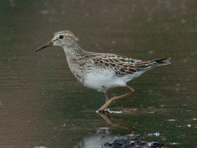 Pectoral Sandpiper - 9/22/2015, Indian Park &copy; David Brown