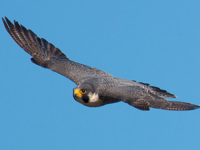 Peregrine Falcon - 6/27/2014, Muncy Boat Launch &copy; David Brown