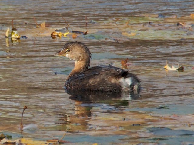 Pied-billed Grebe - 11/5/2016, Indian Park &copy; Bobby Brown