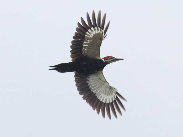 Pileated Woodpecker - 2/25/2016, Route 15 Overlook &copy; David Brown