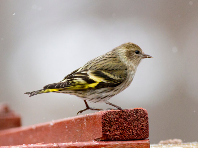 Pine Siskin - 2/14/2015, Pennsdale &copy; David Brown