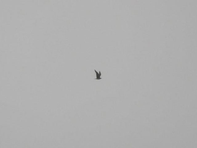 (Putative) Pomarine Jaeger - 10/30/2012, Rose Valley Lake &copy; Steve Pinkerton