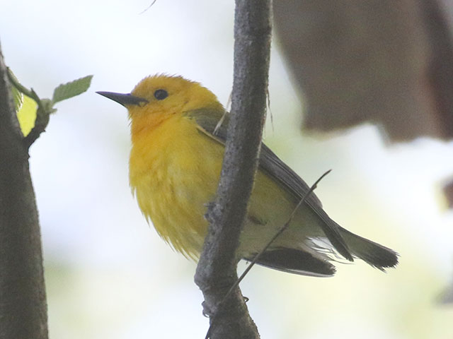 Prothonotary Warbler - 5/21/2020, Indian Park &copy; Bobby Brown