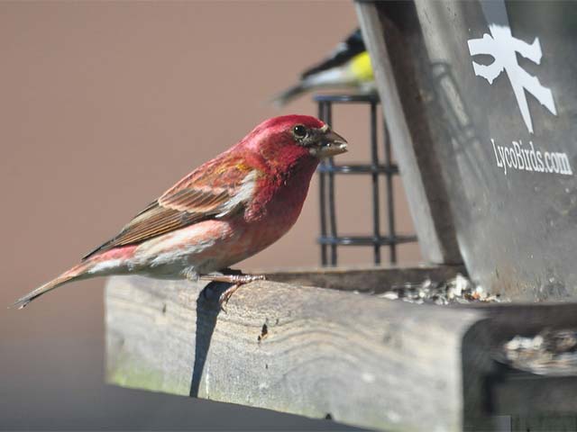 Purple Finch - 4/9/2017, Loyalsock &copy; Steve Pinkerton