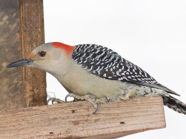 Red-bellied Woodpecker - 12/15/2016, Montoursville &copy; David Brown