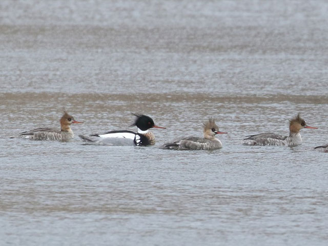 Red-breasted Mergansers - 3/30/2018, Rose Valley Lake &copy; Bobby Brown
