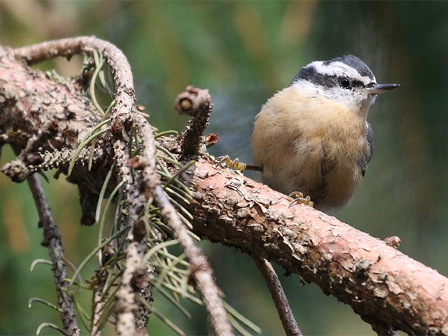 Red-breasted Nuthatch - 11/4/2018, Rose Valley Lake  &copy; Bobby Brown