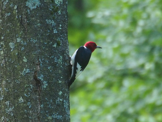 Red-headed Woodpecker - 7/10/2016, Slate Run &copy; Bobby Brown