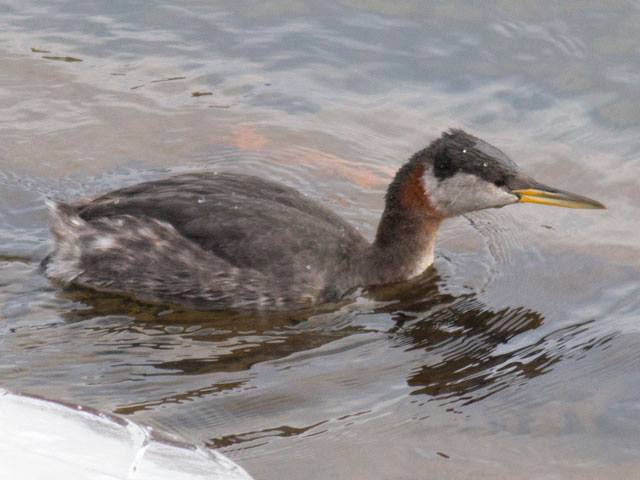Red-necked Grebe - 3/5/2014, Williamsport Dam &copy; David Brown