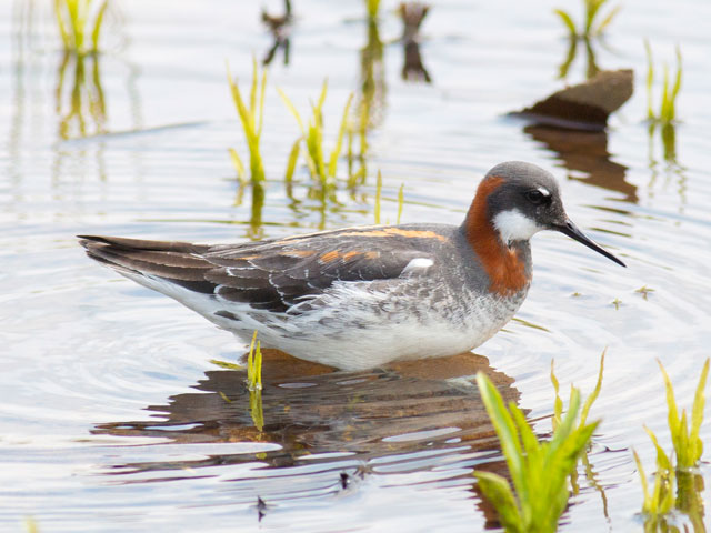 Red-necked Phalarope - 5/11/2015, Mill St. &copy; David Brown
