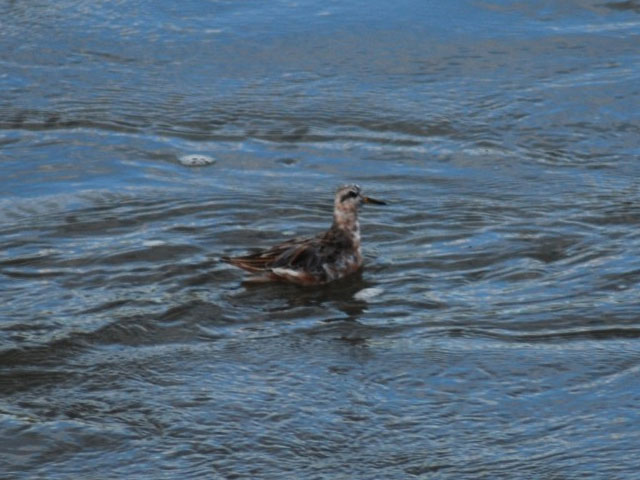 Red Phalarope - 5/11/2013, Lycoming Creek &copy; Nate Fronk