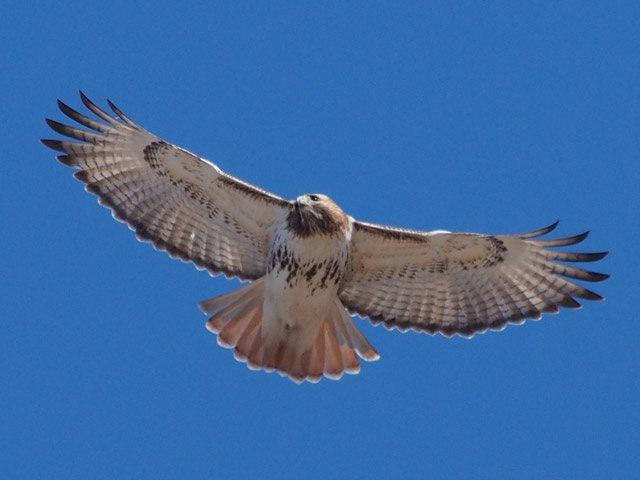 Adult Red-tailed Hawk - 2/14/2016, Mill St. &copy; Bobby Brown
