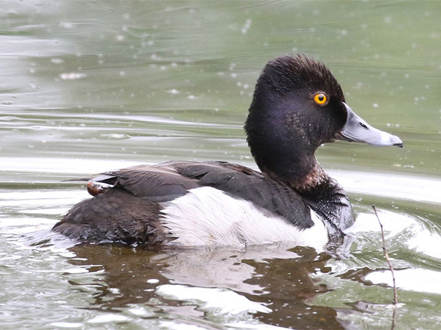 Ring-necked Duck - 6/1/2018, Indian Park &copy; Bobby Brown