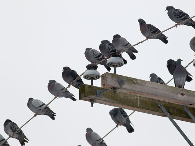 Rock Pigeons perched on power lines - 2/20/2014, Williamsport Dam &copy; David Brown
