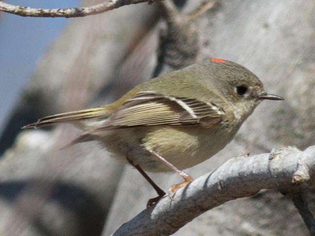 Ruby-crowned Kinglet - 4/24/2014, Rose Valley Lake &copy; David Brown