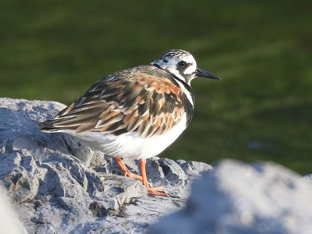 Ruddy Turnstone - 6/1/2020, Rose Valley Lake &copy; Bobby Brown