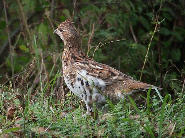 Ruffed Grouse - 10/15/2017, Cogan House Twp. &copy; Bobby Brown