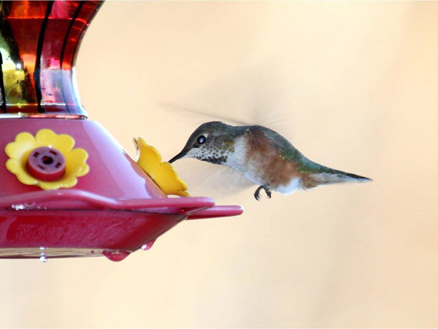 Rufous Hummingbird - Fall 2013, Unityville &copy; Wayne Laubscher