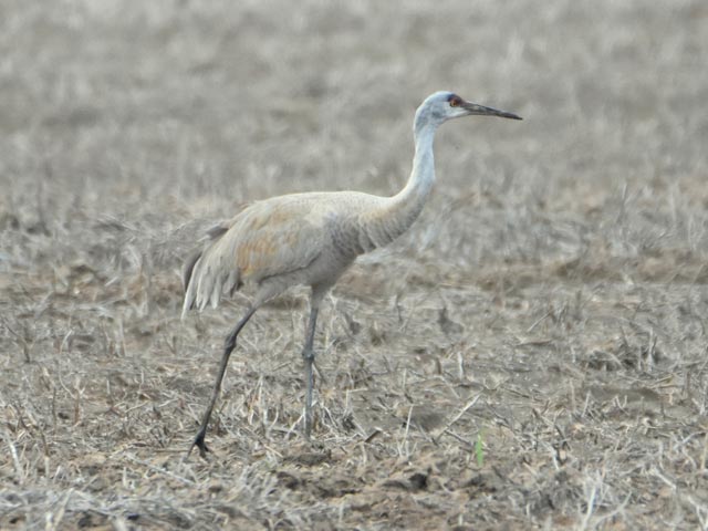 Sandhill Crane - 4/15/2017, South Williamsport Park &copy; Bobby Brown