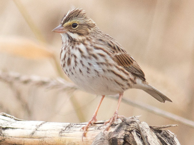 Savannah Sparrow - 10/27/2015, Mill St. &copy; David Brown
