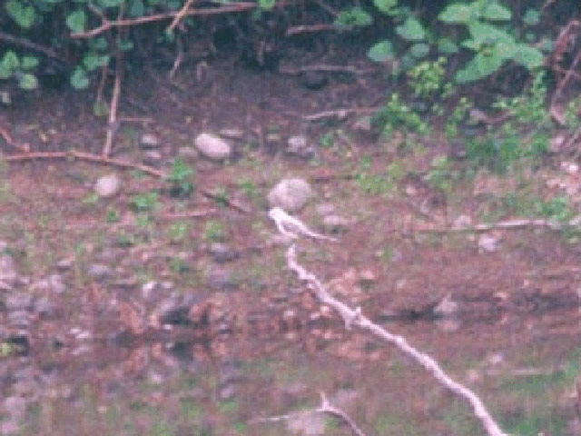 Scissor-tailed Flycatcher - 5/9/2003, Mill St. &copy; Wayne Laubscher
